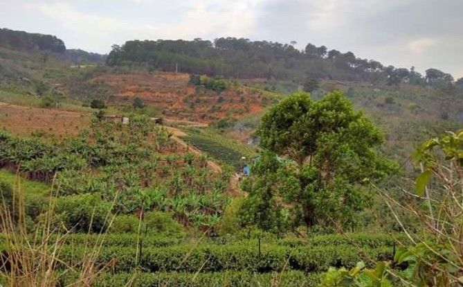 can ban gap 4 965 m2 dat tai cau dat   da lat