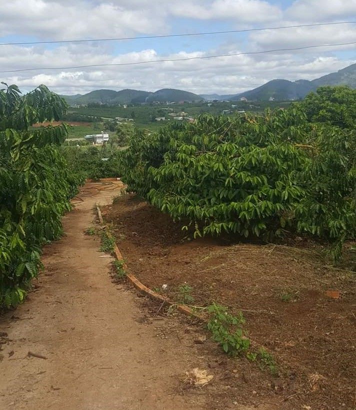 dat hoa binh gia dau tu dt 25x40m co 150m2 tc gia 110tr mot met