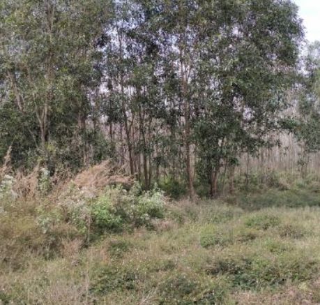 2 sao 6 dat lua di duong bo gia chi 450tr