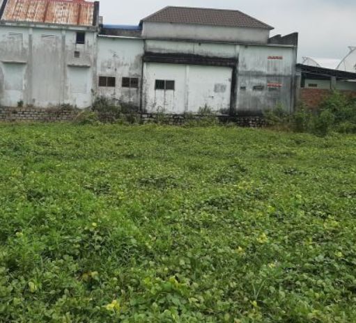 dat phuoc hoa sau giao xu lam son 127m2 duong nhua 8m 870 trieu
