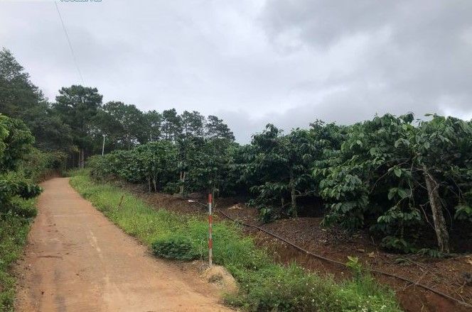 ban 5800m2 dat nong nghiep o chan deo ta nung