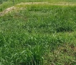 ban gia ngop mat tien duong nguyen hue   dat do   brvt 5x37 tong 185m2 gia 570tr