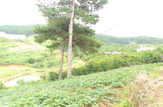 ban lo dat 1300m2 tai ta nung