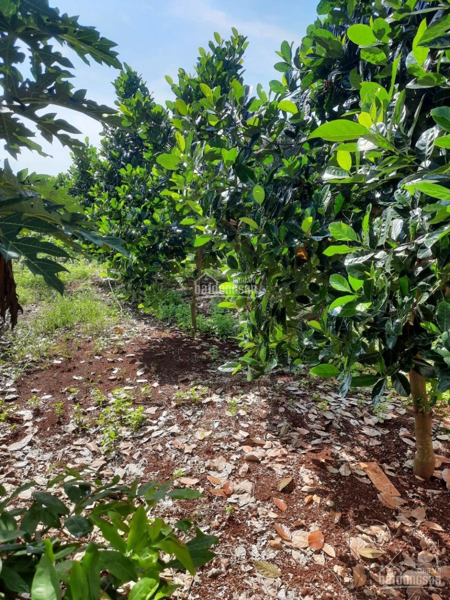 ban nha vuon 16ha 75x200m 150m2 tho cu vuon cay an trai cac loai xa tan lam h xuyen moc brvt