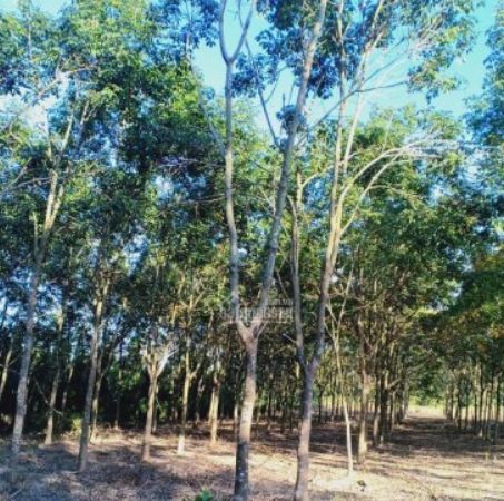 ban 3 3 sao dat thuoc xa hoa hoi mat tien 85m ngang 40m dat dang trong cao su duong nha nuoc 5m
