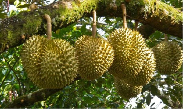 ban vuon sinh thai sau rieng gia 590 trieu dien tich 4000 m2