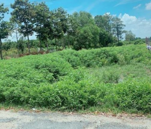 lo dat 2 xao gia re nhat khu vuc long my mat tien duong nhua dien tich 21x 92 tong 2000m2