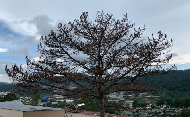 can ban lo dat mat tien duong an son view rung thong thanh pho da lat phuong 4