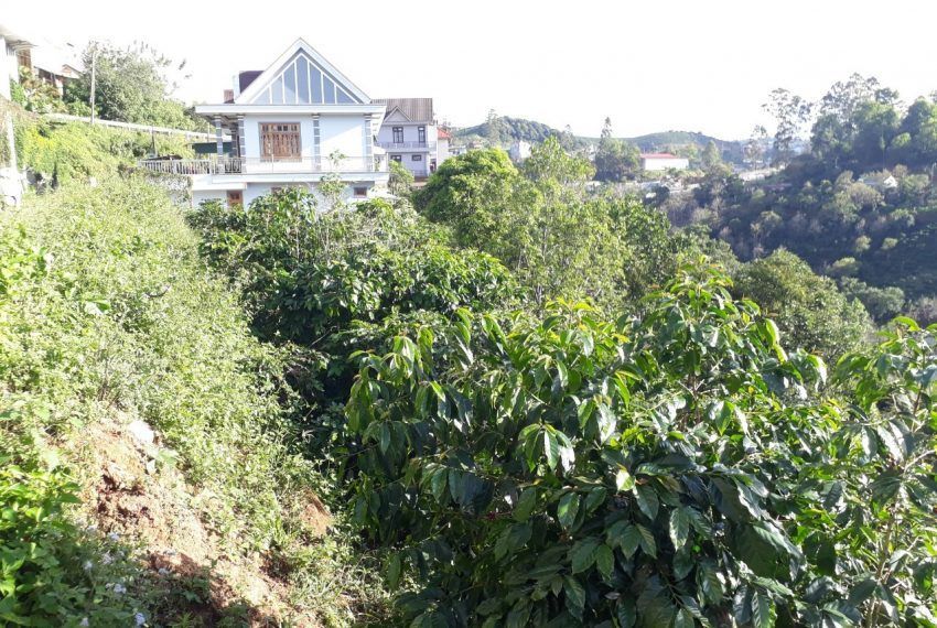 cuoi nam chu ban gap 619m2 mat tien duong nhua gia chi 3 6 ti